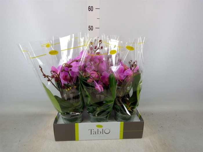 <h4>Phalaenopsis   ...rose</h4>