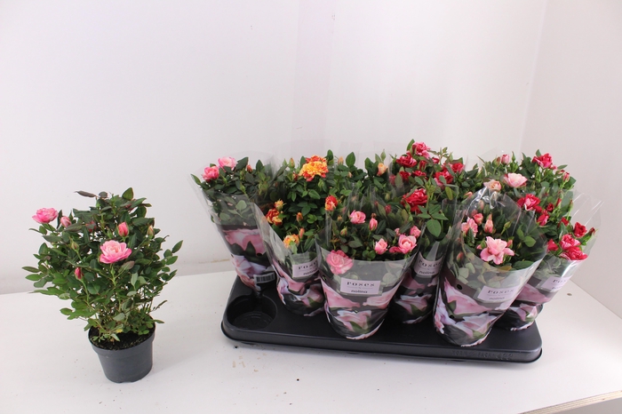 <h4>RO VICTORY GEM</h4>