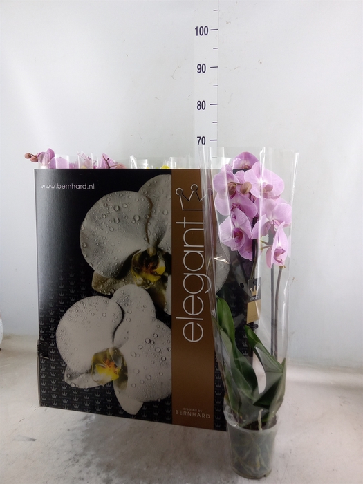 <h4>Phalaenopsis   ...mix  8</h4>
