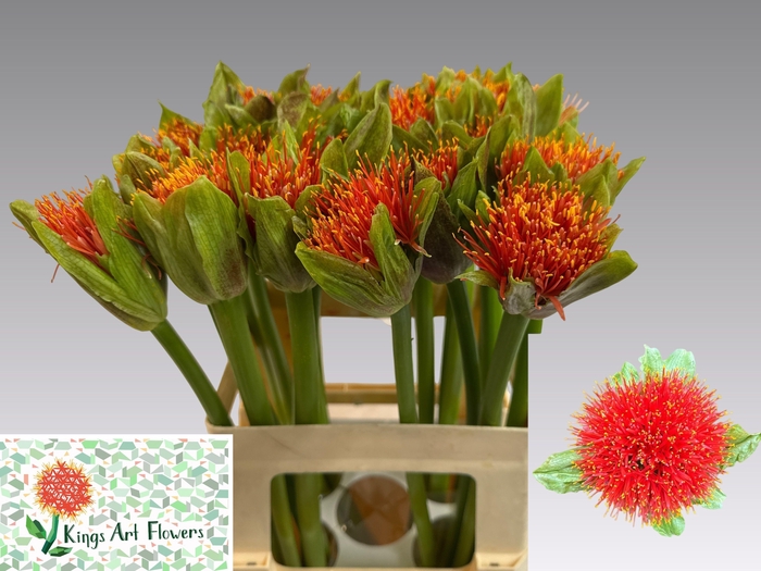 <h4>SCAD M TORCH</h4>