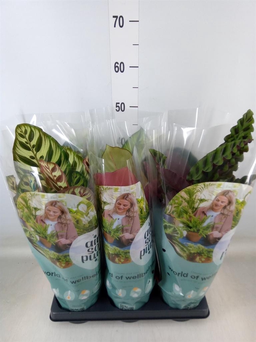 <h4>Calathea   ...mix</h4>