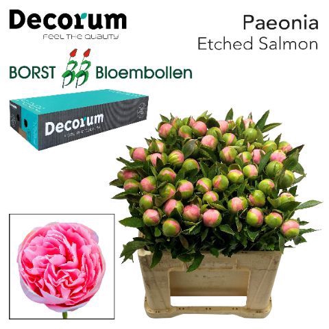 <h4>PAEO ETCHED SALMON 828.</h4>