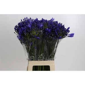 Agapanthus Eyfori Blue