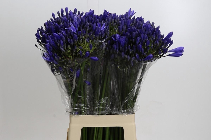 <h4>Agapanthus Eyfori Blue</h4>