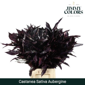 Castanea sativa L80 Aubergine