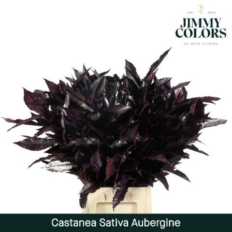 <h4>Castanea sativa L80 Aubergine</h4>