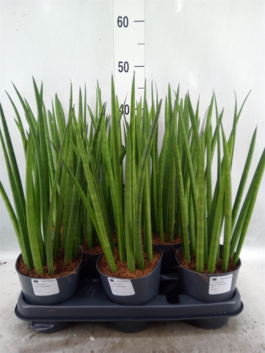 <h4>Sansevieria cyl.  ...</h4>