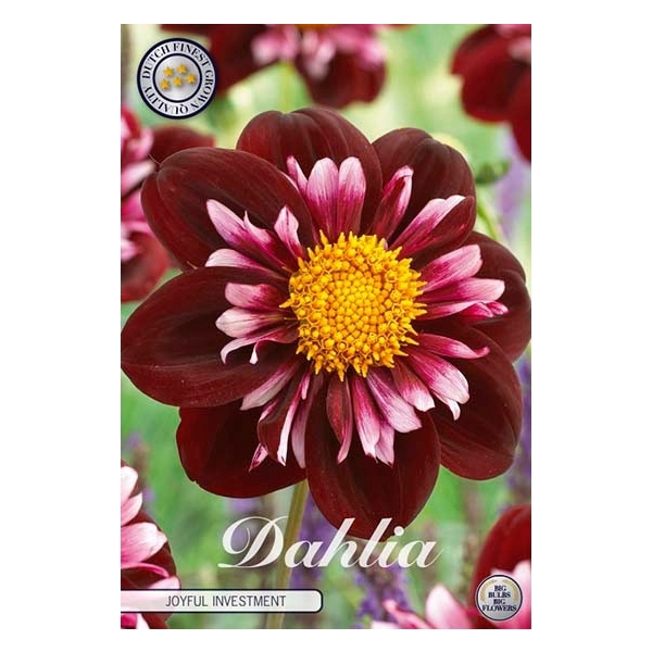 <h4>Dahlia Joyfull Investment x1</h4>