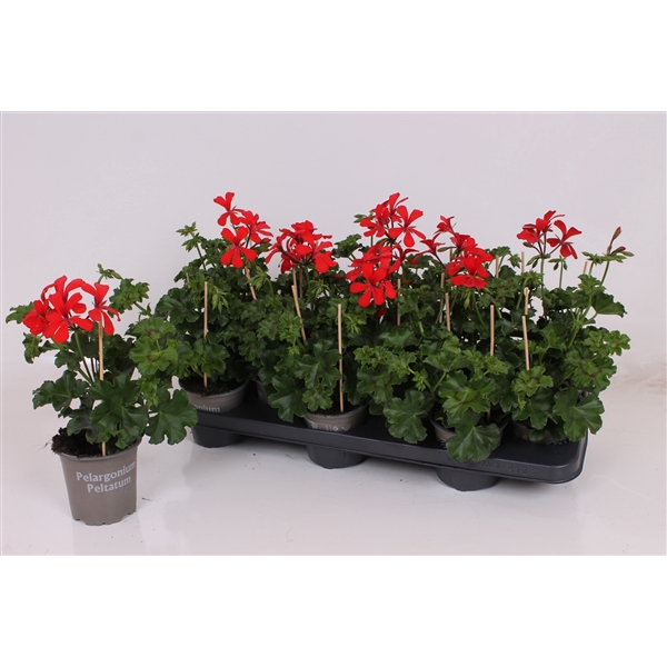 <h4>Pelargonium Peltatum P10.5 - Balkon Rood</h4>