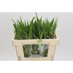 Fritillaria Uva-vulpis