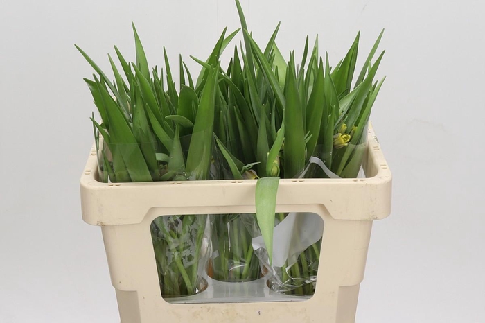 <h4>Fritillaria uva-vulpis</h4>