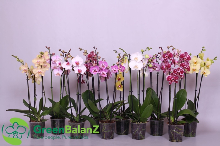 <h4>Phalaenopsis gemengd 5 kleuren</h4>