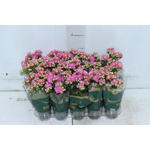 KALANCHOE DOBRADO MINI P06 ROSA