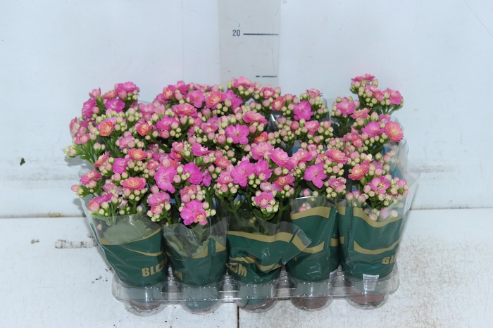 <h4>KALANCHOE DOBRADO MINI P06 ROSA</h4>