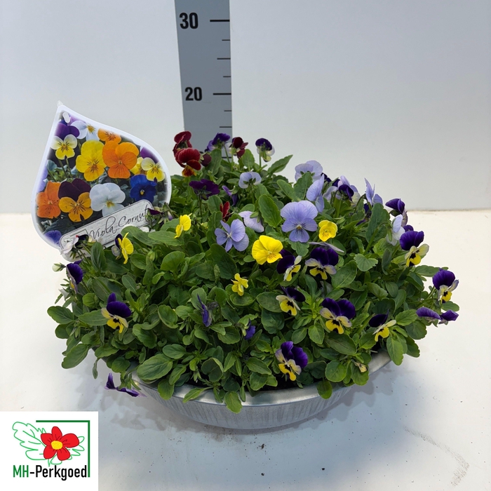 <h4>Vio Co Sorbet Gem</h4>