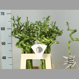 DRAC LUCKY BAMBOO