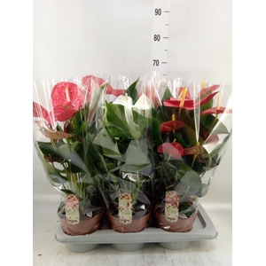 Anthurium   ...mix 4