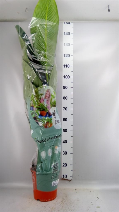 <h4>Spathiphyllum  'Sensation'</h4>