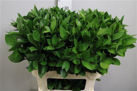<h4>Ruscus Hypophyllum</h4>