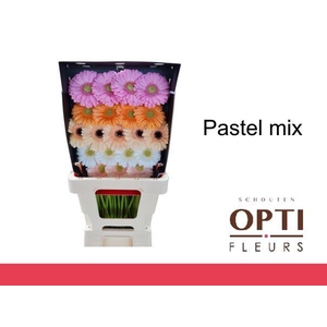 Germini Mix Pastel Diamond