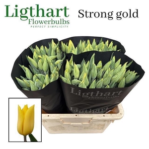 TU EN STRONG GOLD