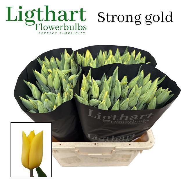 <h4>TU EN STRONG GOLD</h4>
