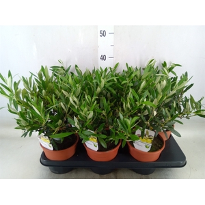 Olea europaea