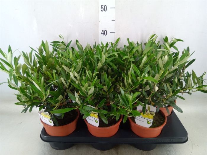 <h4>Olea europaea</h4>