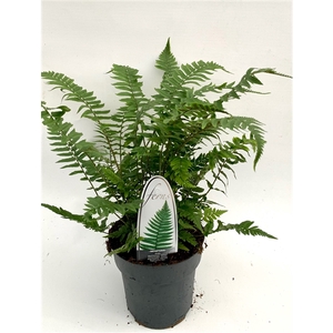 Dryopteris atrata ES15 1,7l