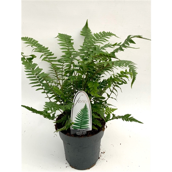 <h4>Dryopteris atrata ES15 1,7l</h4>