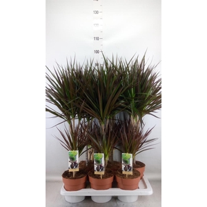 Dracaena marg. 'Magenta'