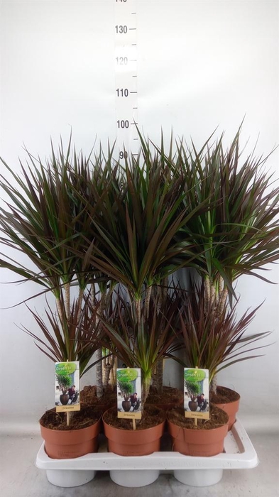 <h4>Dracaena marg. 'Magenta'</h4>