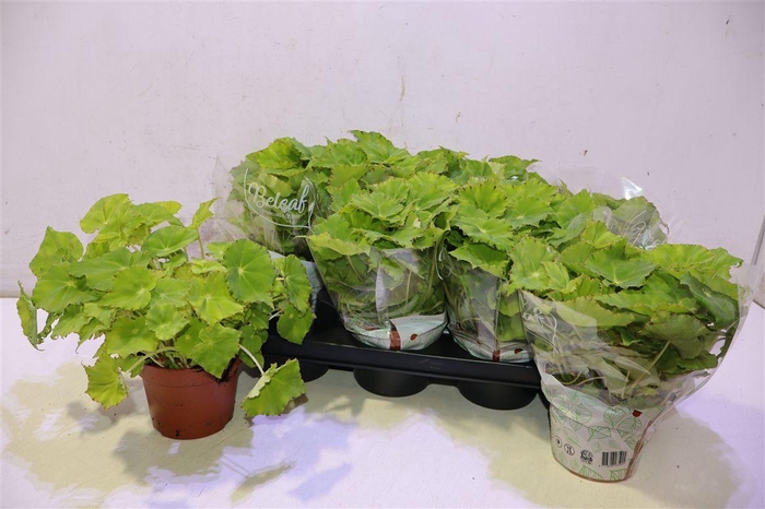 <h4>Beg Beleaf Lima Love</h4>
