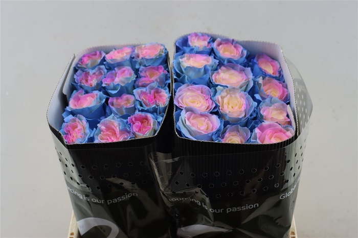 <h4>R Gr Tinted Cotton Candy</h4>
