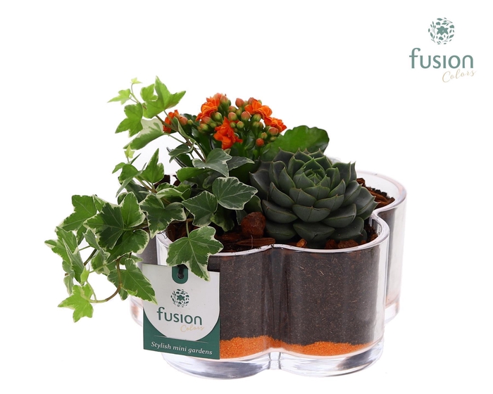 <h4>Glazen Bloemschaalmet arrangement</h4>