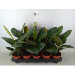 Ficus elastica 'Robusta'