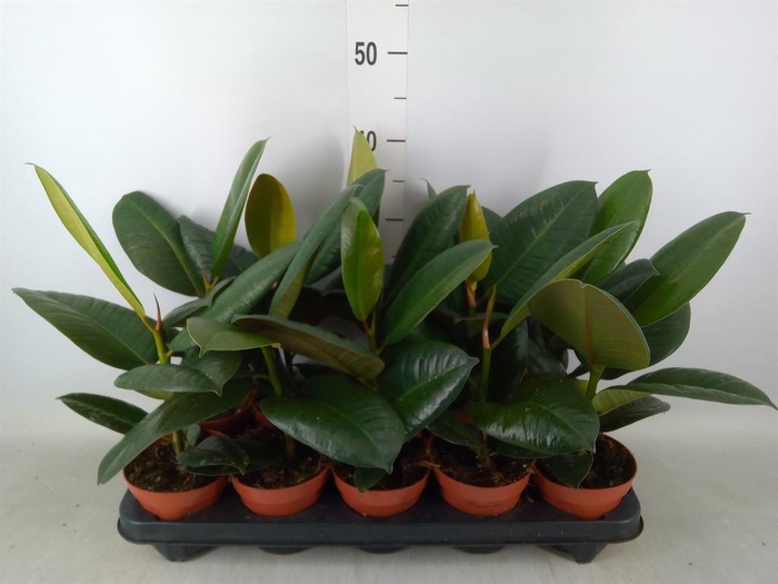 <h4>Ficus elastica 'Robusta'</h4>