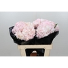 Hydrangea Light Pink Premium