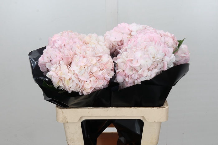 Hydrangea Light Pink Premium