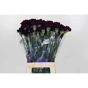 Dianthus St Florigene Moonvista