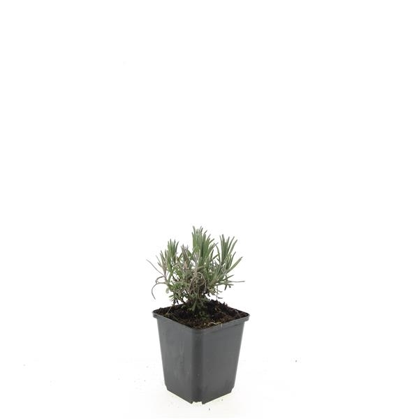 <h4>Lavandula ang. 'Munstead'</h4>
