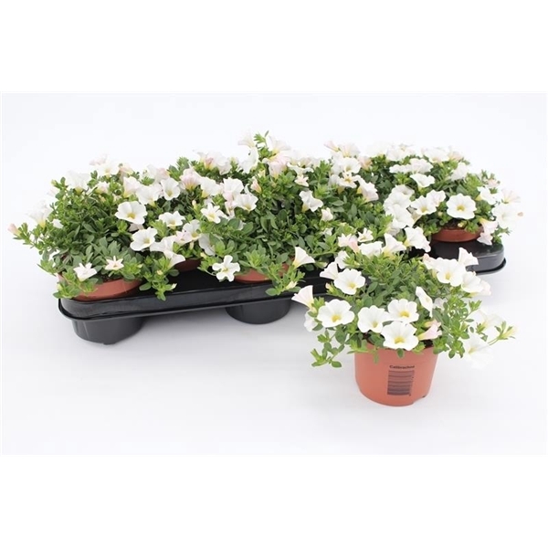 <h4>Calibrachoa White</h4>