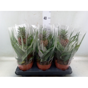 Ananas  'Rosita'