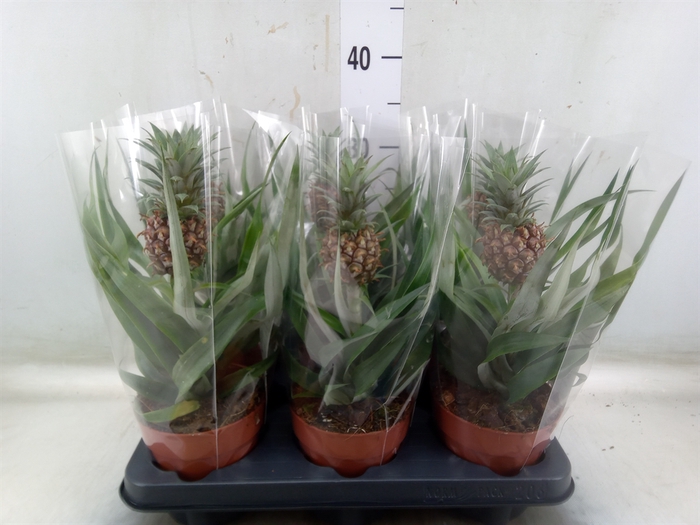 <h4>Ananas  'Rosita'</h4>