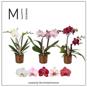 Mimesis Phal. Spirit Mix - 2 spike 12cm in Jess Old Camel Ceramic