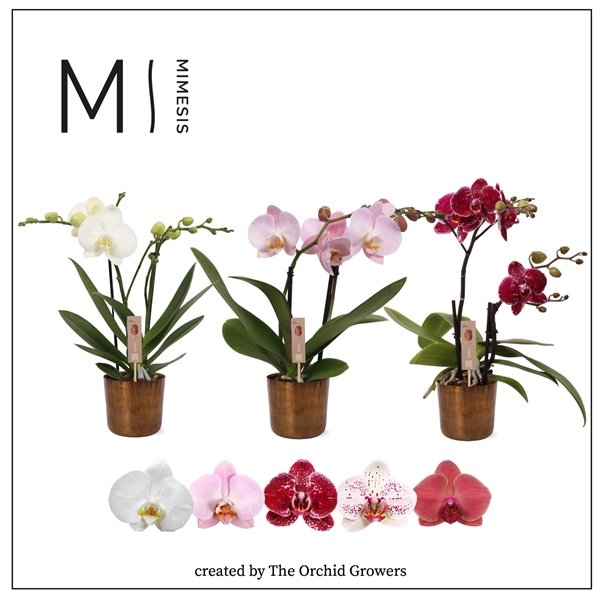 <h4>Mimesis Phal. Spirit Mix - 2 spike 12cm in Jess Old Camel Ceramic</h4>