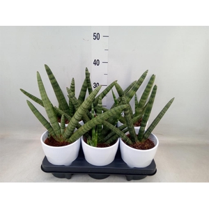 Sansevieria cyl. 'Handshake'