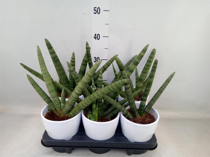 <h4>Sansevieria cyl. 'Handshake'</h4>