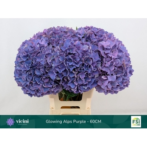 Hydrangea  'Glowing Alps Purple'