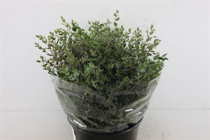 <h4>Euc Parvifolia Short</h4>